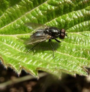Fannia canicularis-16