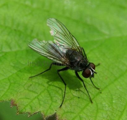 Fannia incisurata-1