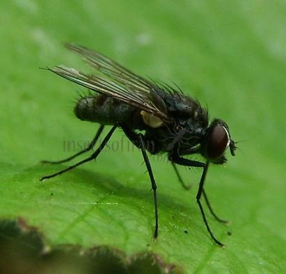 Fannia incisurata-2