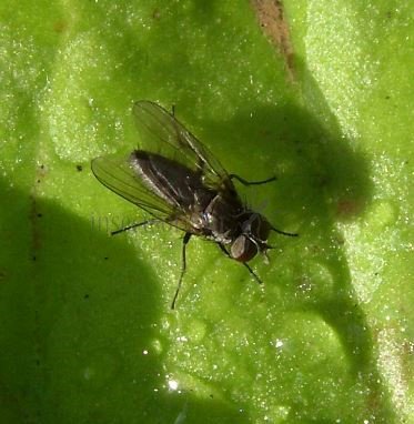 Fannia canicularis-1