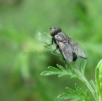 Fannia canicularis-2