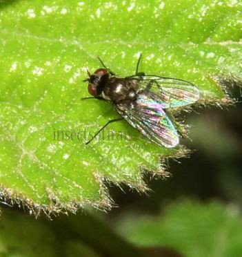 Fannia canicularis-3