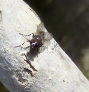Fannia canicularis-4