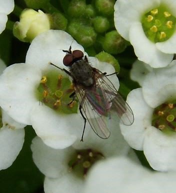 Fannia canicularis-5