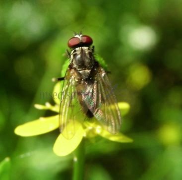 Fannia canicularis-6