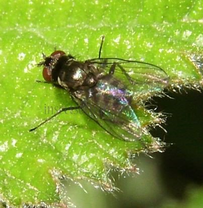 Fannia canicularis-7