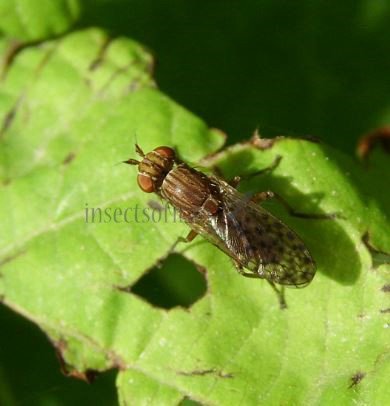 Suillia affinis -1