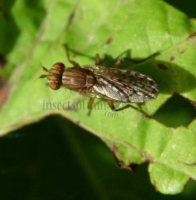Suillia affinis -2