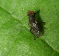 Heleomyzidae