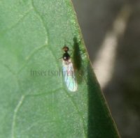 Hybotidae