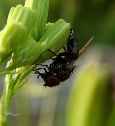 Calliopum simillimum-2