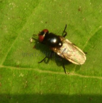 Calliopum sp-3