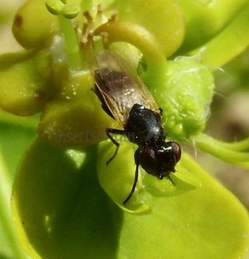 Calliopum sp-4