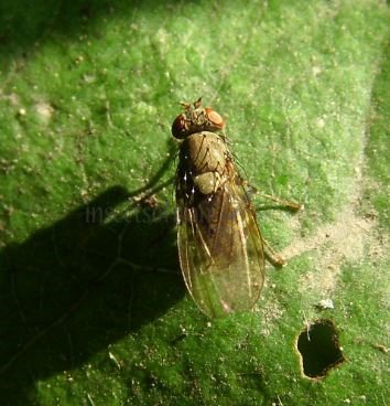 Lauxaniidae -2