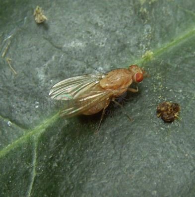 Aulogastromyia anisodactyla-3