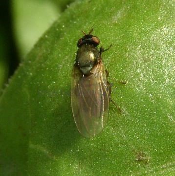 Calliopum aeneum-1