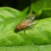 Lauxaniidae