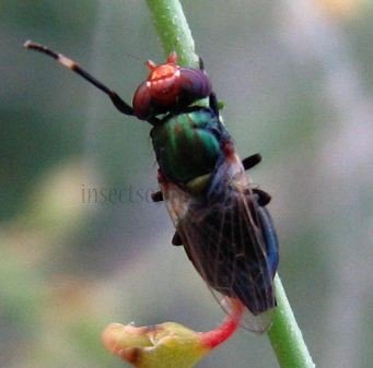Physiphora alceae -1