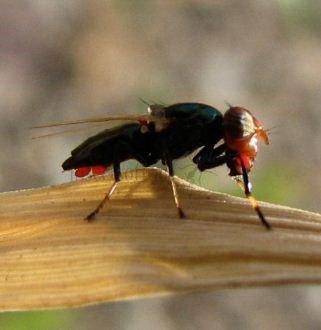 Physiphora alceae -2