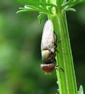 Physiphora alceae -3