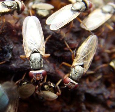 Physiphora alceae -4