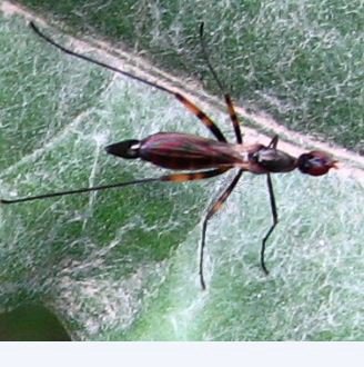 Micropeza corrigiolata-1