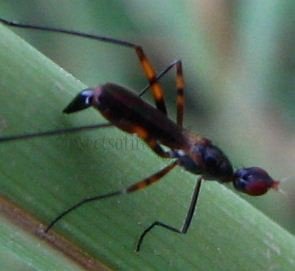 Micropeza corrigiolata-2