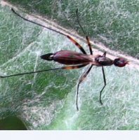 Micropezidae