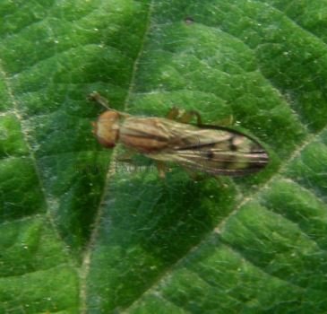 Opomyza florum-1