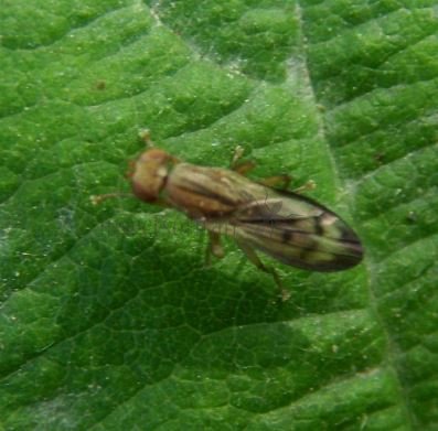 Opomyza florum-2