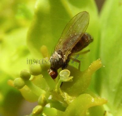 Palloptera  ustulata-1