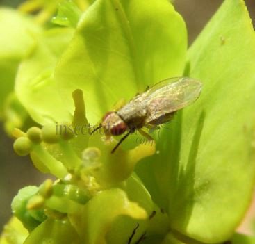 Palloptera  ustulata-2