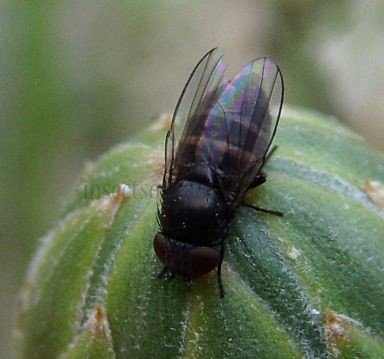 Phora sp