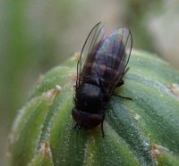 Phoridae