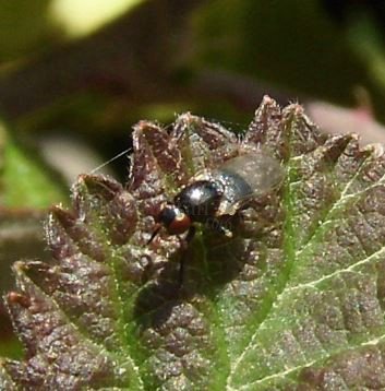 Piophila casei
