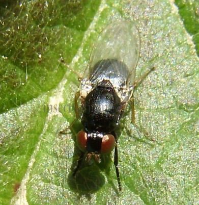 Piophila casei