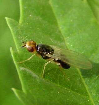 Chamaepsila pectoralis