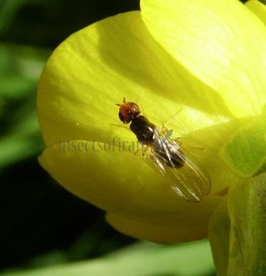 Chamaepsila pectoralis-4