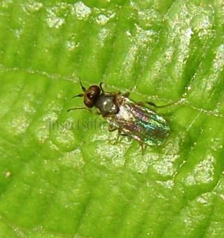 Chyliza sp-1