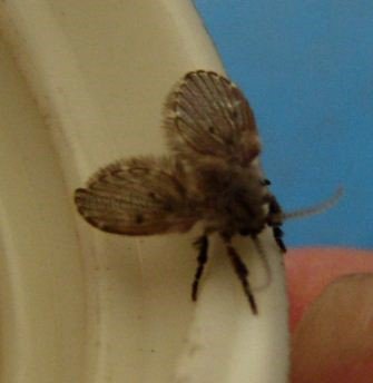 Clogmia albipunctatus -2