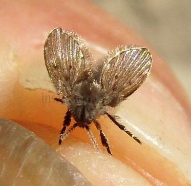 Clogmia albipunctatus