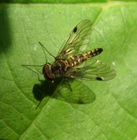 Rhagionidae