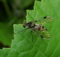 Chrysopilus erythrophthalmus -4
