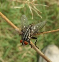 Macronychia polyodon-4