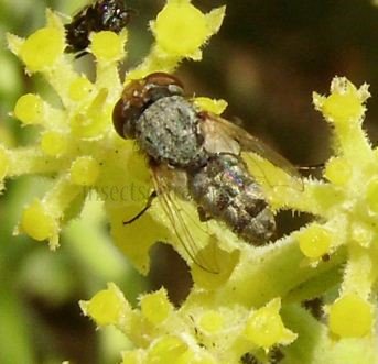 Craticulina tabaniformis -1