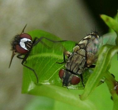 Metopia argyrocephala -2