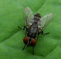 Sarcophagidae