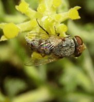 Craticulina tabaniformis