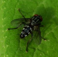 Macronychia sp