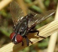 Amobia sp-2